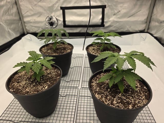 Jack Herer 9-25-25 — vegetative, day 2