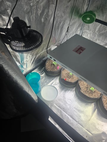 3rd Auto Grow — seedling_rooting, day 32