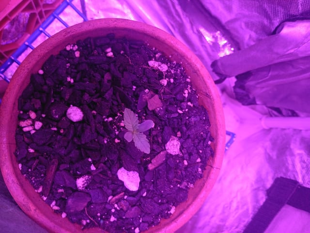 First autos  — seedling_rooting, day 23