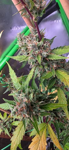 Here We Grow... — flower, day 85