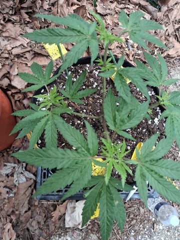 My First Grow — vegetative, day 82