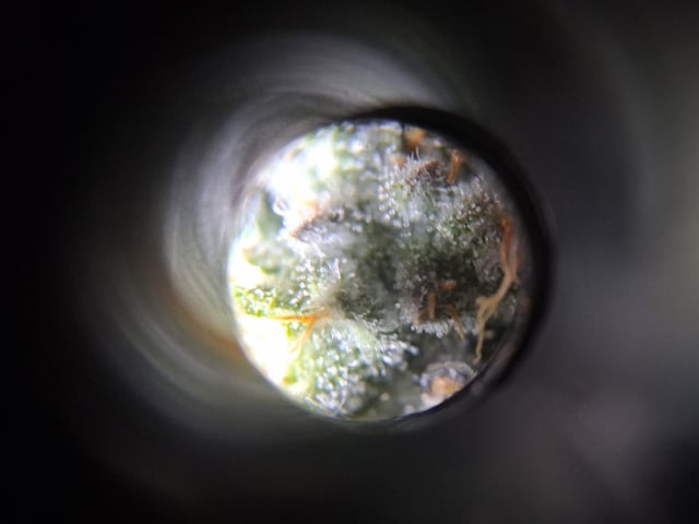 fruity pebbles, cap junky — flower, day 101