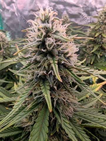 Piggy Stardust — flower, day 71