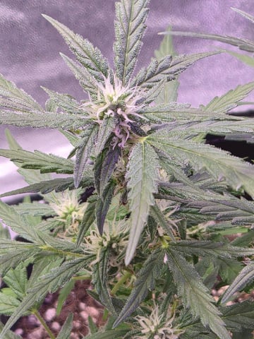 I'll get it right — flower, day 72