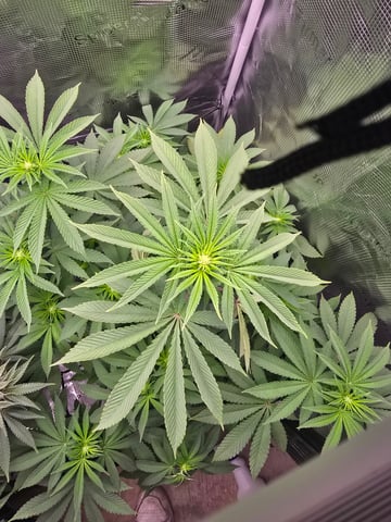 Northern lights #10 2nd plant (Selkies) — flower, day 51