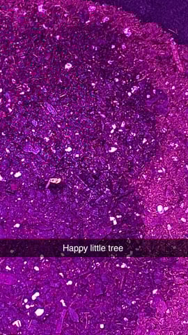 Cali Kush — seedling_rooting, day 4