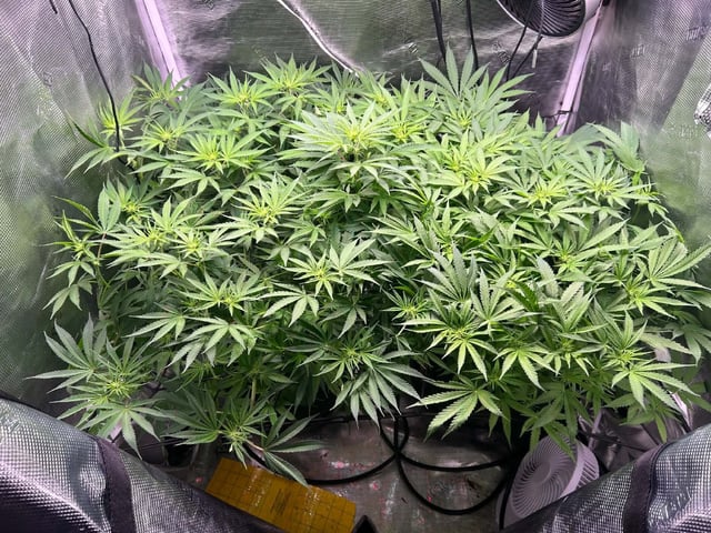 Blue Dream Feminized  — flower, day 112