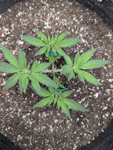 Girl Scout Cookies — vegetative, day 43