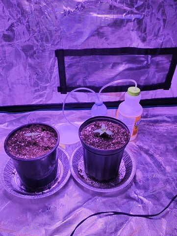 my first time growing in a grow tent  — seedling_rooting, day 3