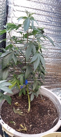 Reboot trial — vegetative, day 82