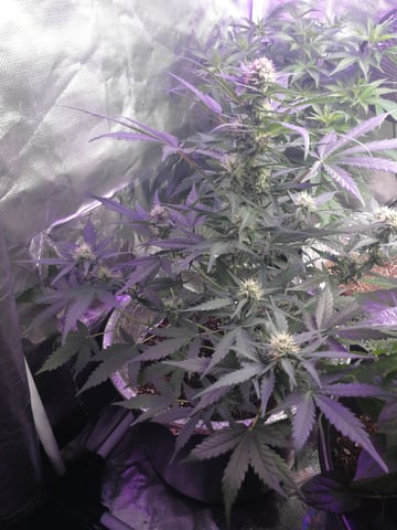 AWC  — flower, day 55