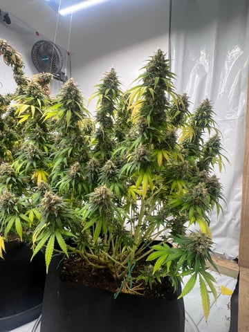 Indoor Grow  — flower, day 103