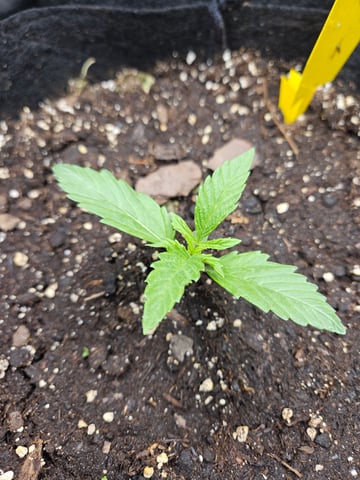 Special Queen 1 Fem+ Watermelon Auto — vegetative, day 8