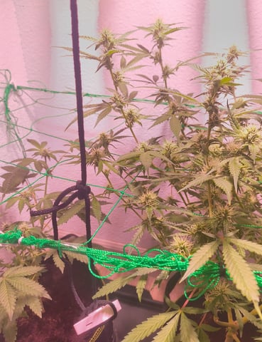 pineapple Express  — flower, day 13