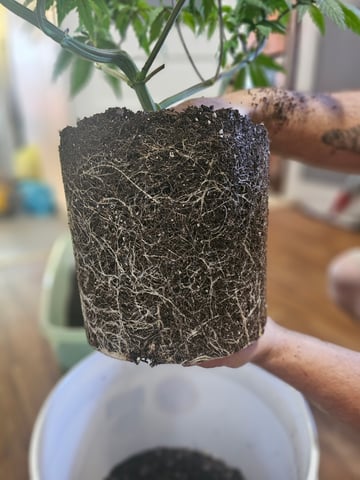 gary poppins — flower, day 56