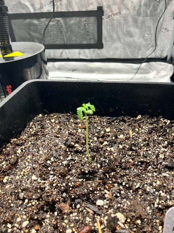 My First Grow — seedling_rooting, day 14