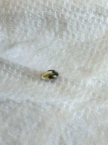 First ever grow — germination, day 1