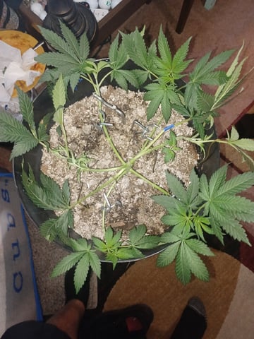 Poor Ivory — vegetative, day 39
