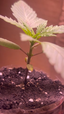 My First Ever Grow