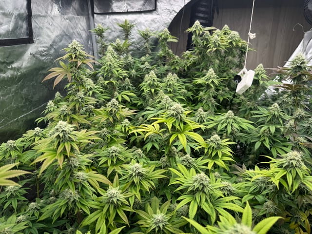 Hollywood Headband and LimeHeads  — flower, day 142