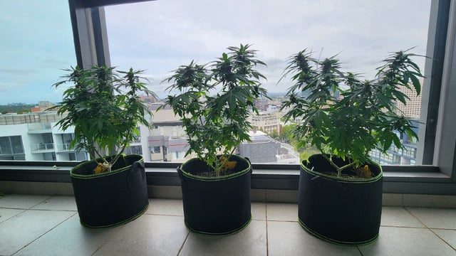 Royal Highness — flower, day 111