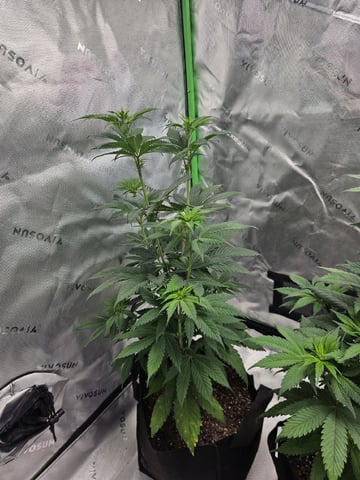 Bruce Banner #4  — flower, day 64