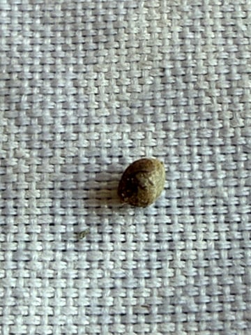 Grow #2 — vegetative, day 39