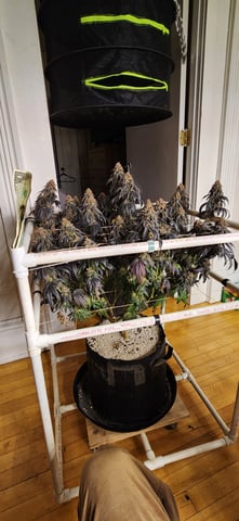 true genetics  — flower, day 92