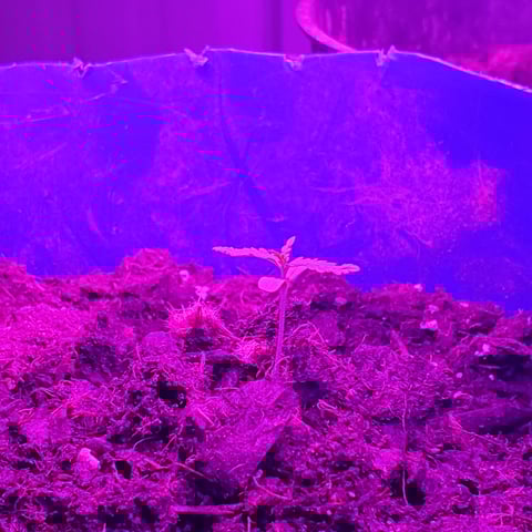 special queen 1 auto — seedling_rooting, day 2