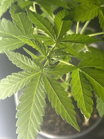 PeanutButter Cookies — vegetative, day 43