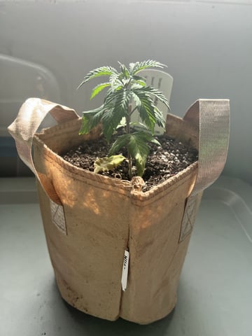 Inside Mother Plants — vegetative, day 36