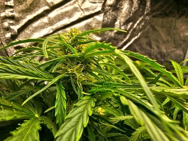 Cheshablue  — flower, day 18