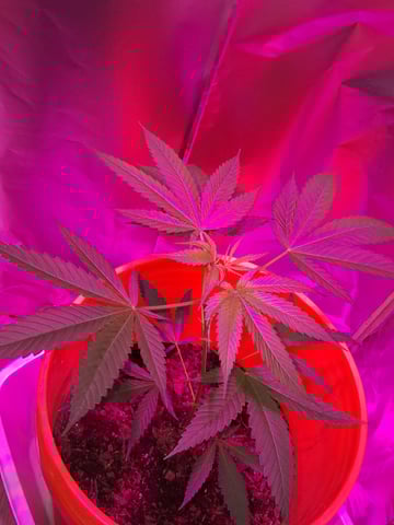 first grow  — vegetative, day 28