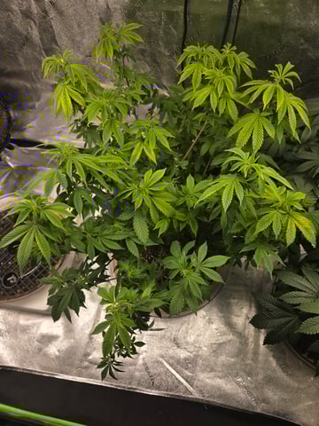 new bee's  — vegetative, day 67