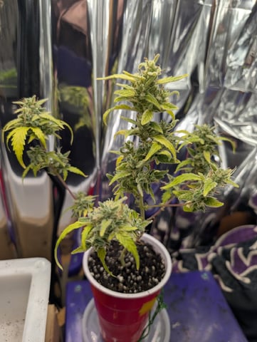 Zkittlez (Auto) — vegetative, day 19