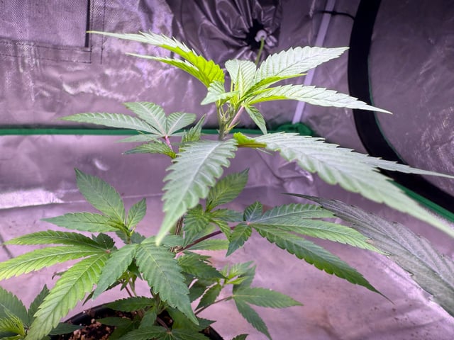 Green Gelato — vegetative, day 2