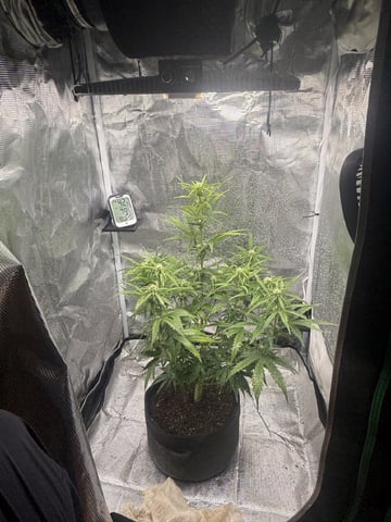 Indoor — flower, day 43