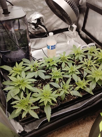 Unknown Seeds — seedling_rooting, day 20