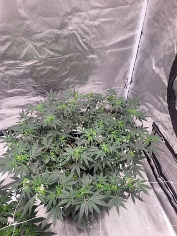 chemdog  — vegetative, day 81