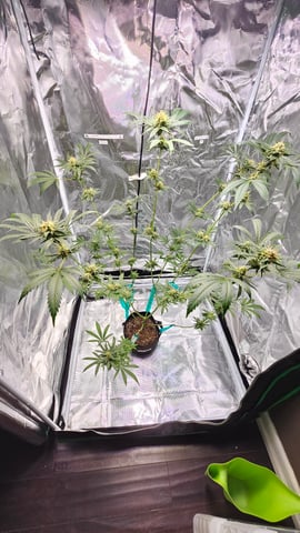 Princess Piper — flower, day 17