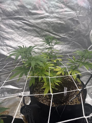 first indoor — vegetative, day 54
