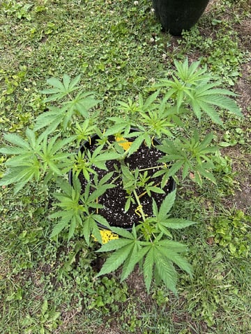 2026 Outdoor — vegetative, day 51