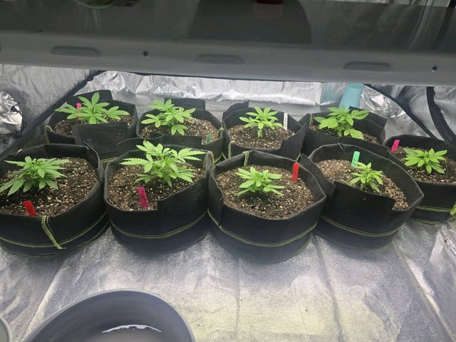 3rd Auto Grow — vegetative, day 38
