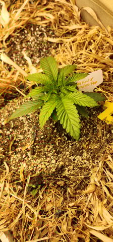 10G's — vegetative, day 15