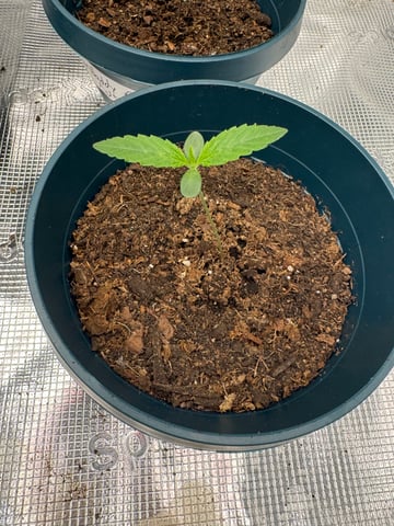 Grow Number 2 — seedling_rooting, day 6