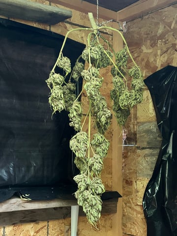 First ever grow — harvest, day 97