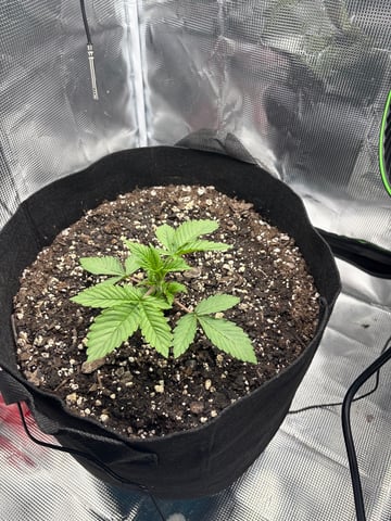 Blackberry Kush — seedling_rooting, day 8