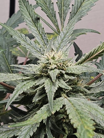 Mango Runtz — flower, day 68