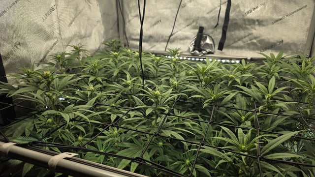 Strawberry Sugar  — flower, day 77