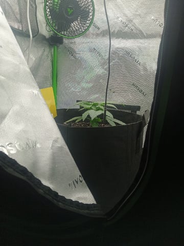 Critical Purple Kush — vegetative, day 34